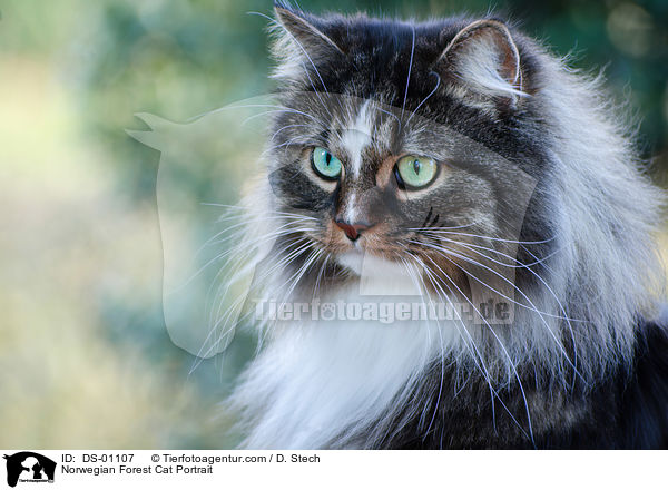 Norwegische Waldkatze Portrait / Norwegian Forest Cat Portrait / DS-01107