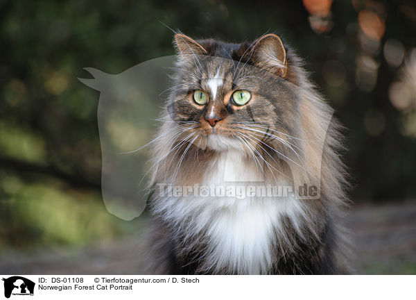 Norwegische Waldkatze Portrait / Norwegian Forest Cat Portrait / DS-01108