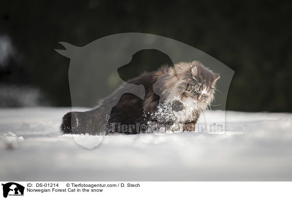 Norwegische Waldkatze im Schnee / Norwegian Forest Cat in the snow / DS-01214