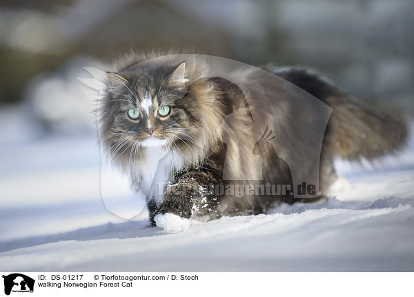 laufende Norwegische Waldkatze / walking Norwegian Forest Cat / DS-01217
