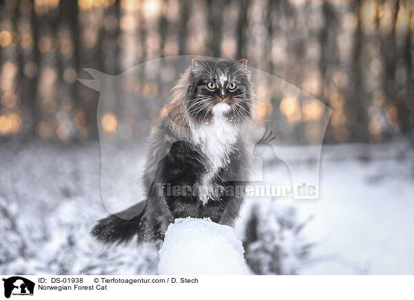 Norwegische Waldkatze / Norwegian Forest Cat / DS-01938