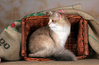 sitting Norwegian Forest Cat