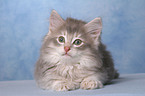 lying Norwegian Forest Kitten