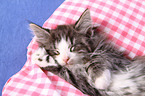 Norwegian Forestcat kitten