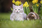 Norwegian forest kitten and guinea pig