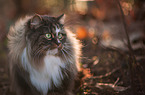 Norwegian forest cat in the foliage