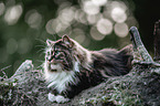 lying Norwegian Forest Cat