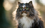 Norwegian Forest Cat Portrait