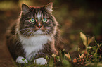 lying Norwegian Forest Cat