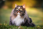 Norwegian Forest Cat on the meadow