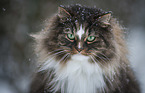 Norwegian Forest Cat portrait