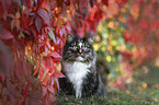 Norwegian forest cat in front of vine leaves
