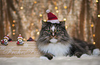 Norwegian Forest Cat with christmas decoration