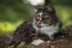 lying Norwegian Forest Cat