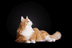 Norwegian Forest Cat in front of white background