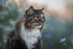 Norwegian Forest Cat