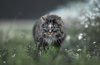 Norwegian Forest Cat