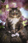 Norwegian Forest Cat