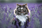 Norwegian Forest Cat