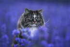 Norwegian Forest Cat