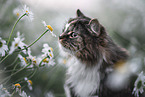 Norwegian Forest Cat