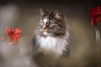 Norwegian Forest Cat