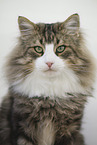 Norwegian Forest Cat