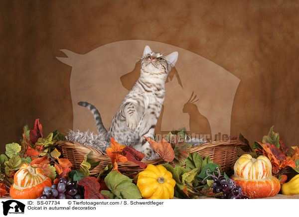Ocicat in Herbstdeko / Ocicat in autumnal decoration / SS-07734