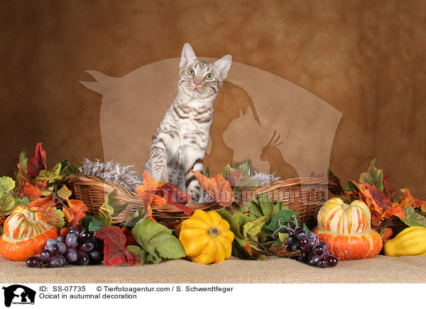 Ocicat in Herbstdeko / Ocicat in autumnal decoration / SS-07735