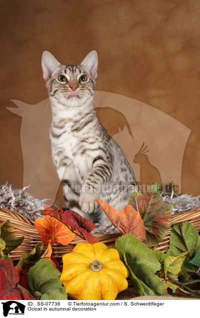 Ocicat in Herbstdeko / Ocicat in autumnal decoration / SS-07736