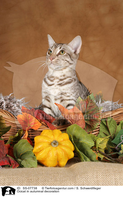 Ocicat in Herbstdeko / Ocicat in autumnal decoration / SS-07738