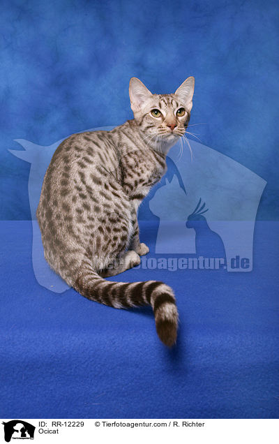 Ocicat / RR-12229