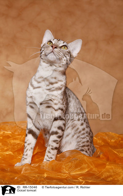 Ocicat Kater / Ocicat tomcat / RR-15046