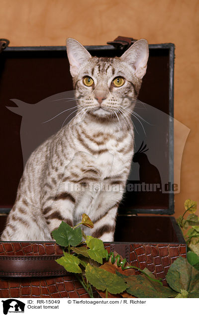 Ocicat Kater / Ocicat tomcat / RR-15049