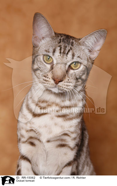 Ocicat Kater / Ocicat tomcat / RR-15062