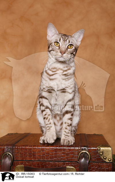 Ocicat Kater / Ocicat tomcat / RR-15063