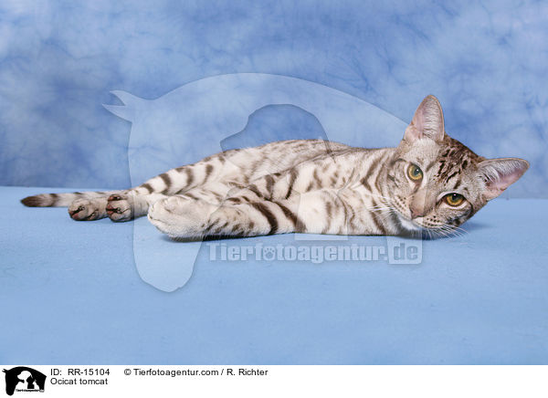 Ocicat Kater / Ocicat tomcat / RR-15104