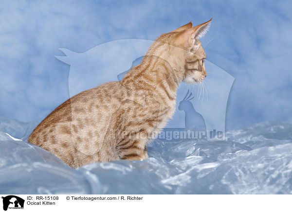 Ocicat Kitten / Ocicat Kitten / RR-15108