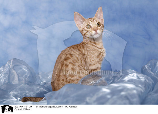 Ocicat Kitten / Ocicat Kitten / RR-15109