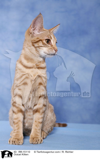 Ocicat Kitten / Ocicat Kitten / RR-15110