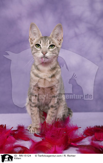 Ocicat Ktzchen / Kitten / RR-15124