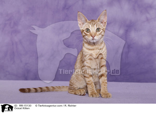 Ocicat Kitten / Ocicat Kitten / RR-15130