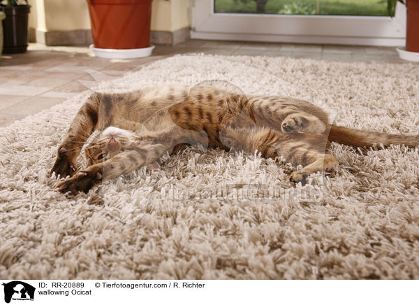 Ocicat wlzt sich / wallowing Ocicat / RR-20889