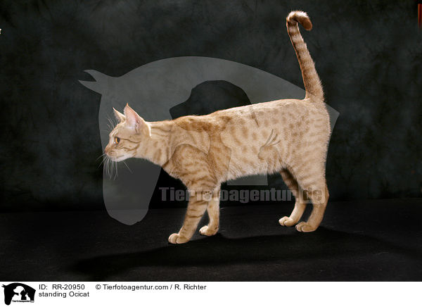 stehende Ocicat / standing Ocicat / RR-20950