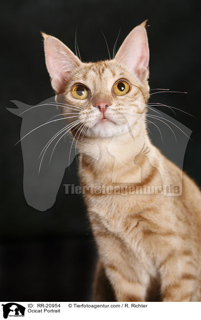 Ocicat Portrait / Ocicat Portrait / RR-20954