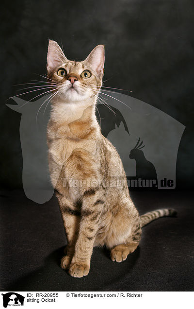 sitzende Ocicat / sitting Ocicat / RR-20955