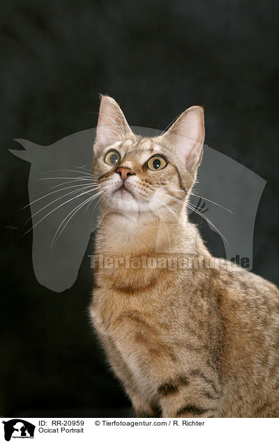 Ocicat Portrait / Ocicat Portrait / RR-20959