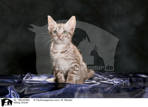 sitzende Ocicat / sitting Ocicat / RR-20984