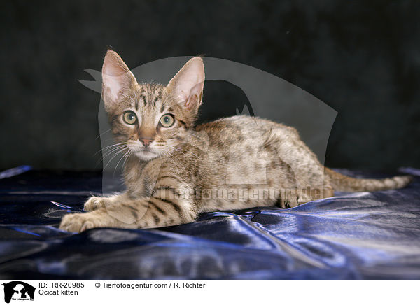 Ocicat Ktzchen / Ocicat kitten / RR-20985