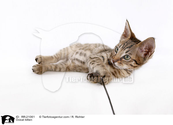 Ocicat Ktzchen / Ocicat kitten / RR-21061